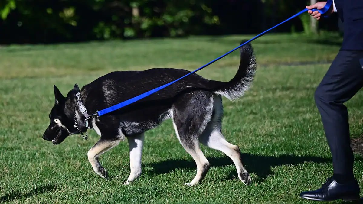 Biden WH 'tension' to blame for Major getting agitated, dog expert says